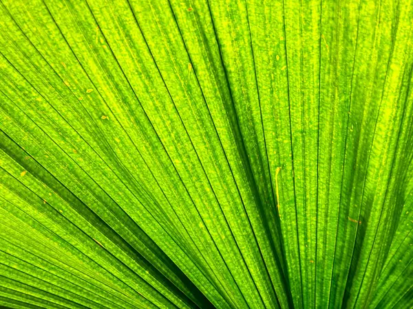 The image is of a leaf with green veins. The veins are very thin and delicate, giving the leaf a very intricate and detailed appearance