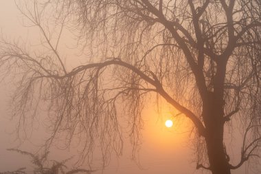 Hint kırsalında renkli gündoğumu ışığında yaprakları olmayan bir kış ağacının silüeti..