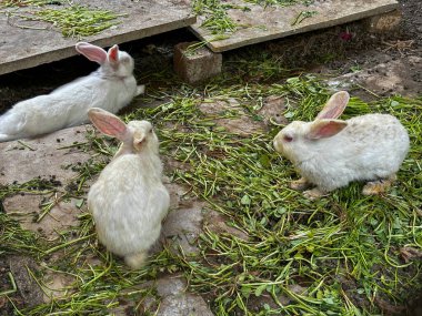 Üç beyaz tavşan bir bahçede ot yiyor.