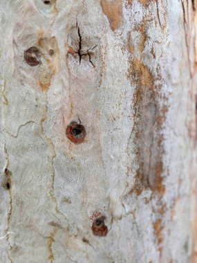 Close-up of a tree bark with unique patterns and textures, featuring reddish-brown and white colors. clipart