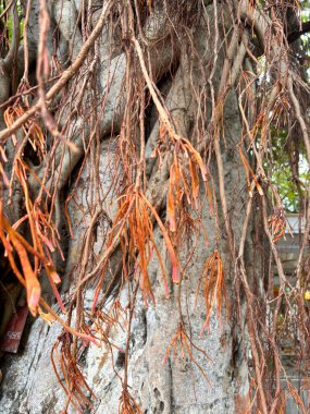 Ağacın kahverengi yapraklı birçok dalları vardır. Dallar bükülmüş ve bükülmüş.