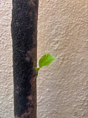 Bir ağaç dalında küçük yeşil bir yaprak büyüyor. Dal kahverengidir ve pürüzlü bir dokusu vardır. Resimdeki tek yeşil şey yaprak ve kahverengi arka planda göze çarpıyor.