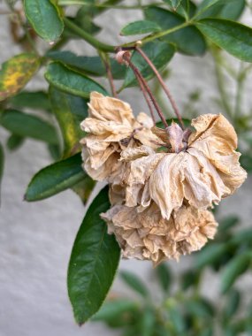 Bir dalda kurumuş çiçekler. Çiçekler solmuş ve kahverengidir, bu da ölmekte olan bir bitki izlenimi verir. Sahne biraz hüzünlü ve melankoliktir.