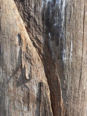 Ağacın kabuğu pürüzlüdür ve çok fazla dokusu vardır. Tahta tohumu görünür ve kabuğu bazı yerlerde soyuluyor.