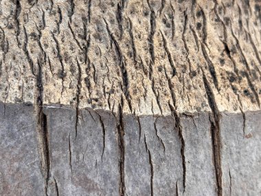 Bir sürü çatlağı ve deliği olan bir tahta parçası. Çatlaklar derin ve geniş, ve ahşap eski ve yıpranmış görünüyor. Sahne çürüme ve bozulmadan ibarettir.