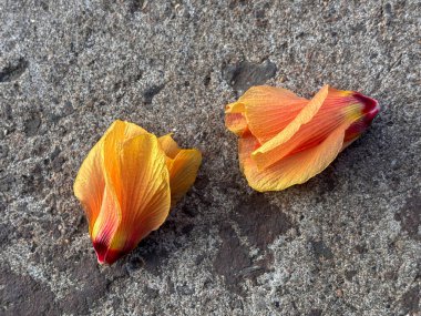 Gri beton bir yüzeyde iki portakal çiçeği yaprağı var. Yapraklar biraz solmuş ve kurumuş bir çiçeğe ait gibi görünüyor. Nostalji kavramı ve güzelliğin geçici doğası