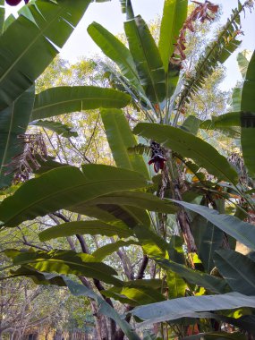 Bir sürü yaprağı ve ortasında bir insan olan bir ağaç. Yapraklar yeşil ve kişi kırmızı gömlek giyiyor.