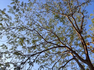 Gökyüzünde yaprakları olan bir ağaç var. Gökyüzü mavi ve berrak. Ağaç uzundur ve birçok dalları vardır.