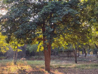 Gövdesi bükülmüş ve bir sürü yaprağı olan bir ağaç. Yapraklar yeşil ve ağaç bir tarlada.