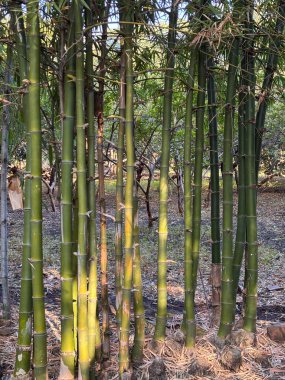 Üzerinde güneş parlayan bir sıra bambu ağacı. Ağaçlar uzun ve yeşildir ve bir sırada dizilmişlerdir. Güneş ışığı sıcak ve huzurlu bir atmosfer yaratır, sahneyi sakinleştirir.