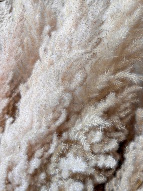 Kahverengi uçlu bir demet beyaz çiçek. Çiçekler öyle bir düzenlenmiş ki sanki topraktan çıkıyorlarmış gibi görünüyorlar.