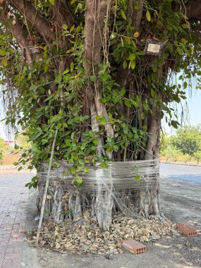 Etrafına beyaz bir ip sarılmış bir ağaç. İp ağaç gövdesine bağlı. Ağaç bir kaya yığınıyla çevrili.