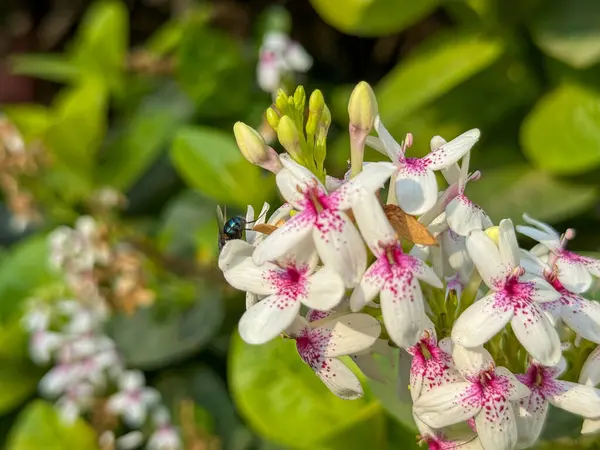Pembe benekli bir demet beyaz çiçek. Çiçekler bir bahçede. Çiçekler tamamen çiçek açmış.