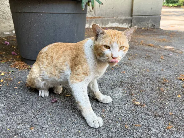 Bir kedi yerde oturuyor ve pençesini yalıyor. Kedi turuncu ve beyazdır. Kedi kameraya bakıyor.