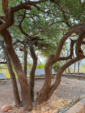 Dalları ve yaprakları olan bir ağaç. Ağaç bir parkta ve etrafı kayalarla çevrili.