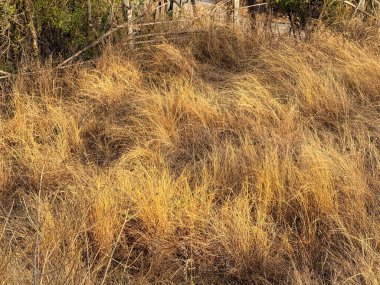 Arkasında çit olan kuru bir çim tarlası. Çimler kahverengi ve kuru, çitler de ahşap. Manzara ıssız ve ıssız.