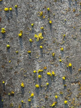 Her tarafına sarı çiçekler saçılmış gri beton bir yüzey..