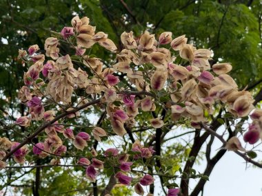 Ön planda pembe çiçekli bir ağaç var. Çiçekler solmuş ve kahverengidir. Ağaç yeşil yapraklarla çevrili.