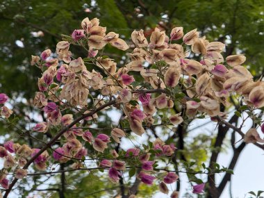 Ön planda pembe çiçekli bir ağaç var. Çiçekler kahverengi ve solmuş. Ağaç yeşil yapraklarla çevrili.