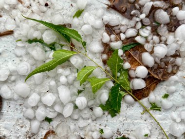 Kar ve buz yığınının üzerinde bir yaprak var. Yaprak yeşil ve kar beyaz