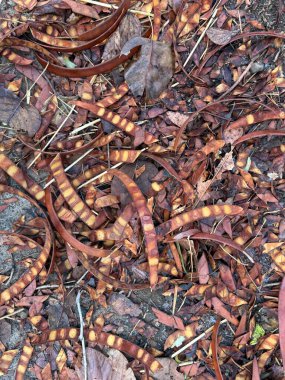 Etrafa saçılmış birkaç fındıklı bir yaprak yığını. Yapraklar kahverengi, fındıklar sarı.