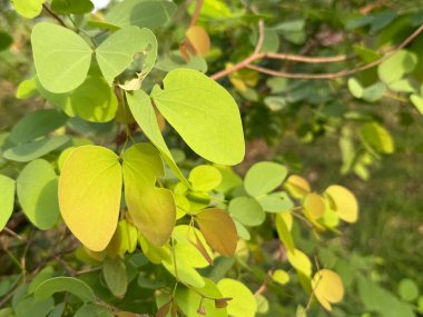 Yeşil yapraklı ve kahverengi benekli bir ağaç. Ağaç bir tarlada.