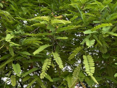 Resimde yeşil yapraklı bir ağaç gösteriliyor. Yapraklar geniş ve yayılmış, ağaca gür ve canlı bir görünüm veriyor. Ağaç açık mavi bir gökyüzü ile çevrilidir.