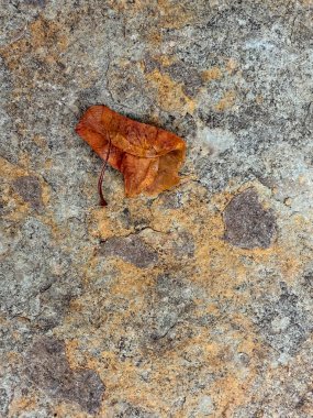 Gri bir taş yüzeyde bir yaprak duruyor. Yaprak kahverengidir ve hafif solgun görünür. Taş yüzeyi pürüzlü ve düzensiz. Doğal ve organik bir ortam izlenimi veriyor.