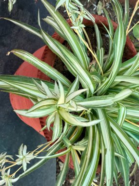 Yeşil ve beyaz yapraklı bir bitki kırmızı bir tencerede. Bitki toprakta yetişiyor.