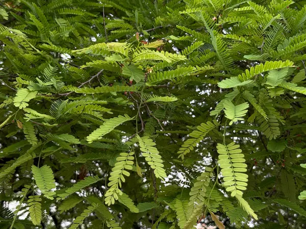 Resimde yeşil yapraklı bir ağaç gösteriliyor. Yapraklar geniş ve yayılmış, ağaca gür ve canlı bir görünüm veriyor. Ağaç açık mavi bir gökyüzü ile çevrilidir.