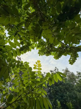 Ön planda ve arka planda yaprakları olan bir ağaç gösterilir. Ağaç diğer ağaçlarla çevrili ve gökyüzü mavi.