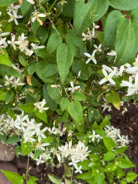 Bir saksının içinde beyaz çiçekli bir bitki büyüyor. Çiçekler küçük ve beyazdır ve bitki yeşil yapraklarla çevrilidir. Bitki geliştikçe büyüme ve yaşam kavramı da gelişiyor.