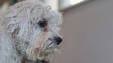 Köpek bakıcılığı ve kuaförde profesyonel hizmet almak.