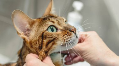 Kedi yıkama ve tımarlama yakın mesafeden kuaförde profesyonel hizmet alıyor.