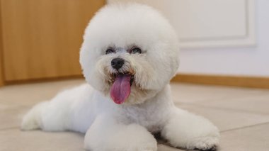 Köpek bakıcılığı ve kuaförde profesyonel hizmet almak.