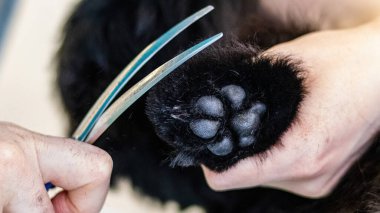 Köpek bakıcılığı ve kuaförde profesyonel hizmet almak.