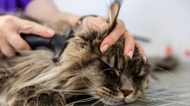 Kedi yıkama ve tımarlama yakın mesafeden kuaförde profesyonel hizmet alıyor.