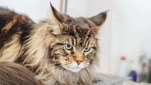 Kedi yıkama ve tımarlama yakın mesafeden kuaförde profesyonel hizmet alıyor.