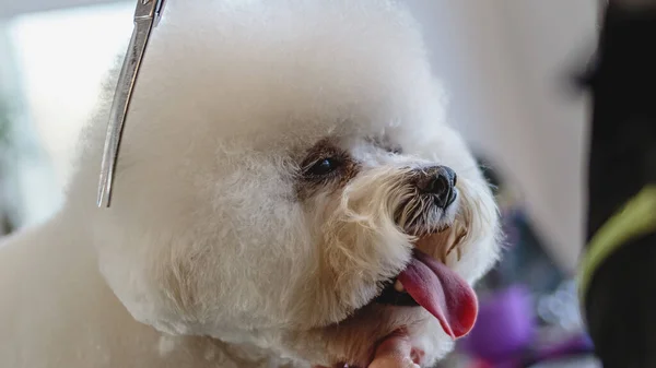 美容师在宠物店为宠物狗整容及提供专业服务 — 图库照片