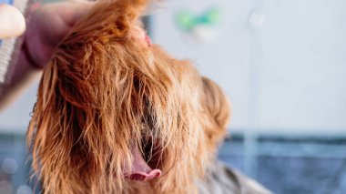 Köpek bakıcılığı ve kuaförde profesyonel hizmet almak.