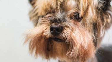 Köpek bakıcılığı ve kuaförde profesyonel hizmet almak.