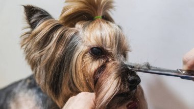 Köpek bakıcılığı ve kuaförde profesyonel hizmet almak.