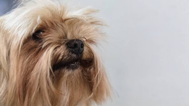 Köpek bakıcılığı ve kuaförde profesyonel hizmet almak.