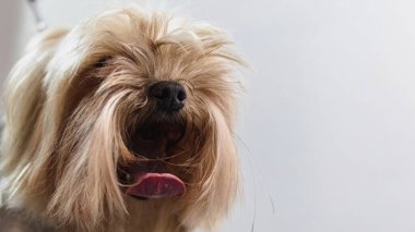Köpek bakıcılığı ve kuaförde profesyonel hizmet almak.