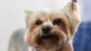 Köpek bakıcılığı ve kuaförde profesyonel hizmet almak.