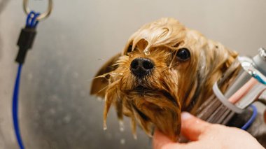 Köpek bakıcılığı ve kuaförde profesyonel hizmet almak.