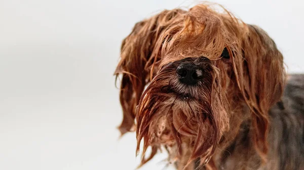Dog Grooming Recebendo Serviço Profissional Salão Animais Estimação Por Groomer — Fotografia de Stock