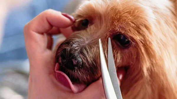Dog Grooming Recebendo Serviço Profissional Salão Animais Estimação Por Groomer — Fotografia de Stock