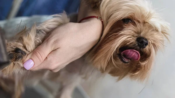 Hondenverzorging Het Krijgen Van Professionele Service Bij Huisdier Salon Door — Stockfoto