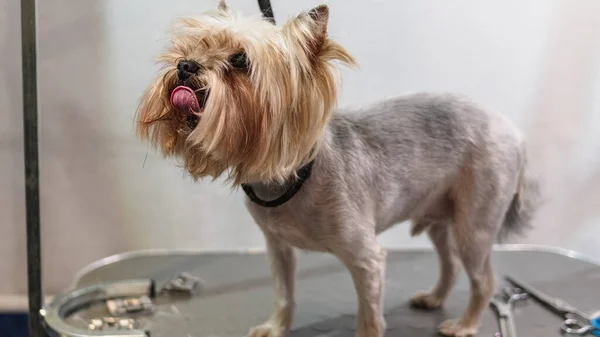 Aseo Perros Obtener Servicio Profesional Salón Mascotas Por Peluquero —  Fotos de Stock